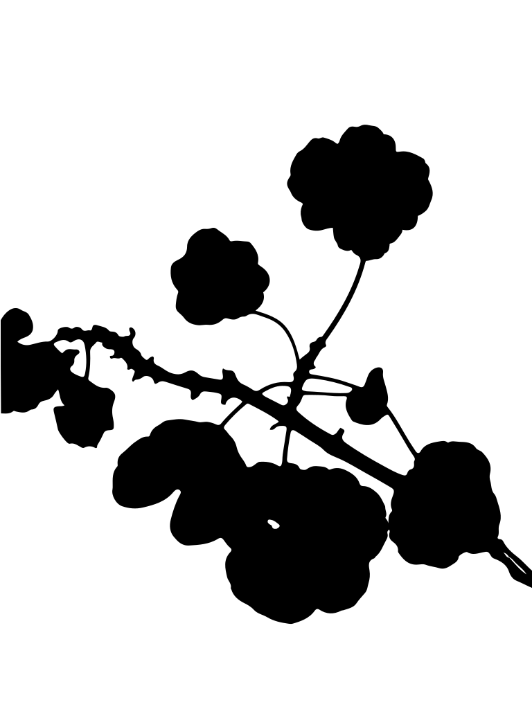 Silhouette of a flowering branch against white background.