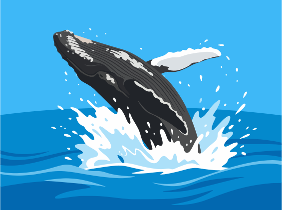 A humpback whale breaches from the ocean water