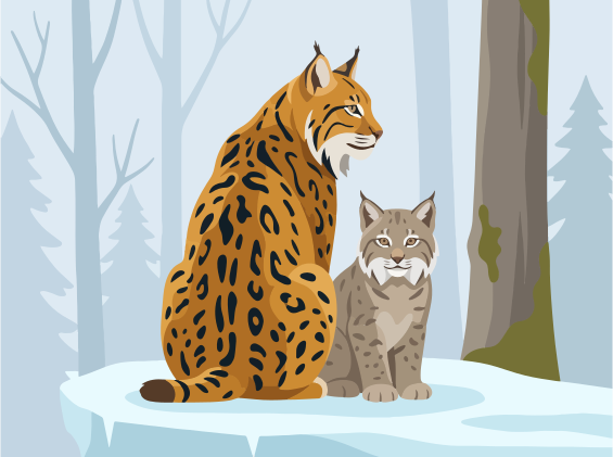 Two lynx cats sitting in a snowy forest.
