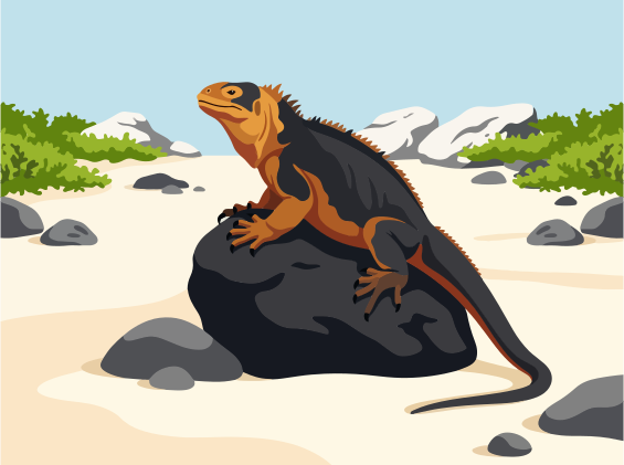 Uma iguana laranja e preta está sentada sobre uma rocha escura.