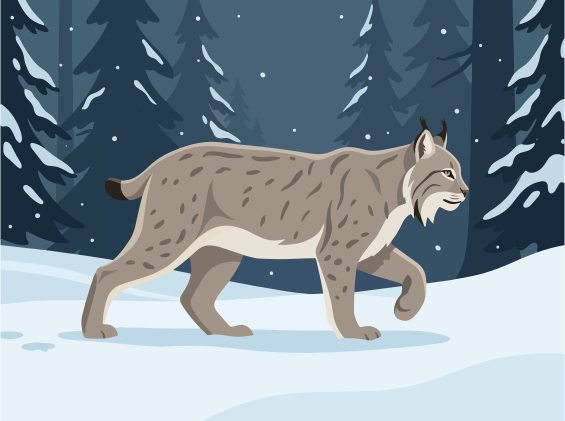 Una lince cammina attraverso una foresta innevata
