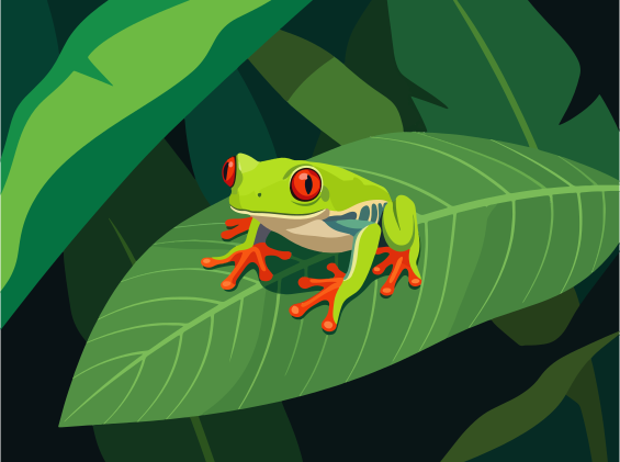 A red-eyed tree frog rests on a large green leaf.