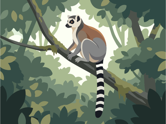 Ring-tailed lemur perched on a tree branch
