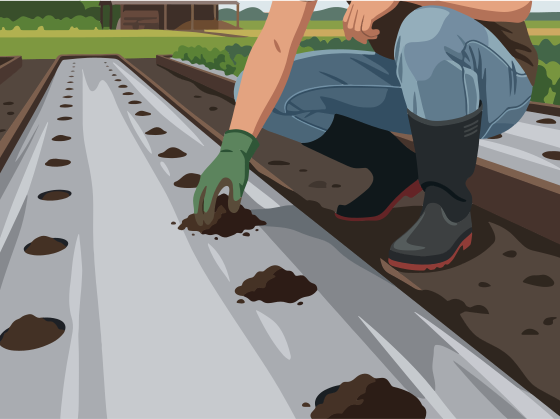 Farmer planting seeds in a garden row.
