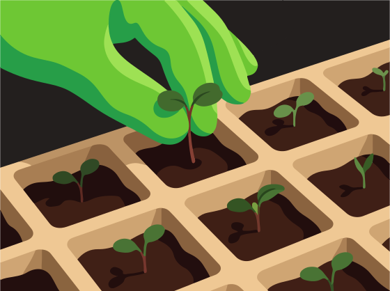 Plantar a mano una plántula en una bandeja
