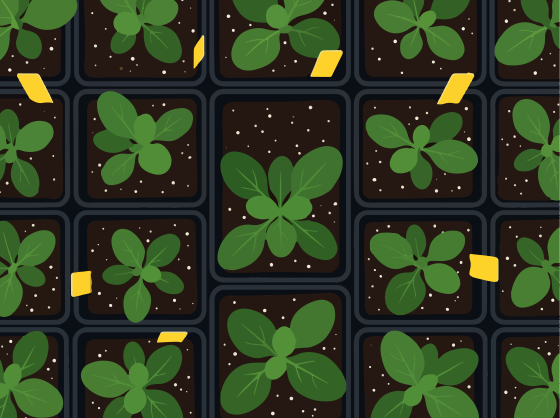 暗い土に小さな緑の植物が列を作っています。