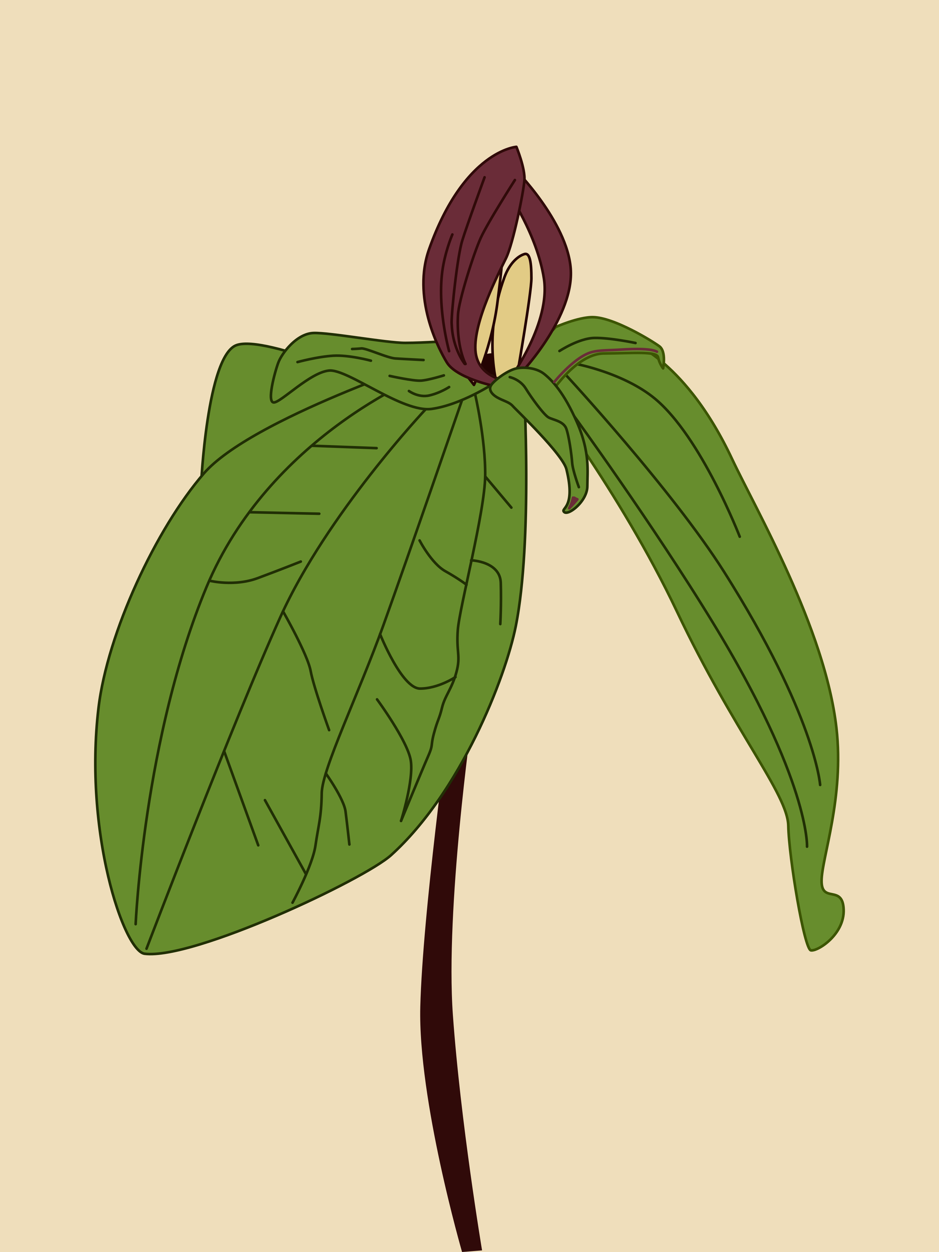 A stylized drawing of a purple and green trillium flower.