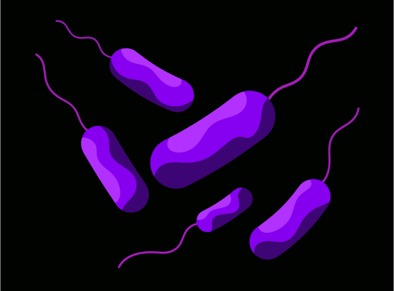 Bacterias moradas en forma de bastón con flagelos sobre fondo negro
