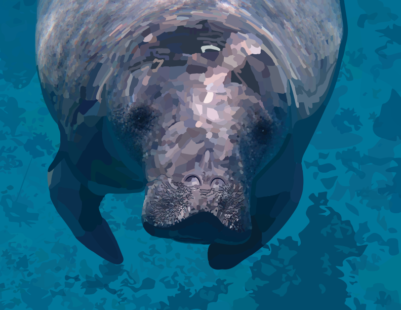 A manatee swims underwater near coral reefs