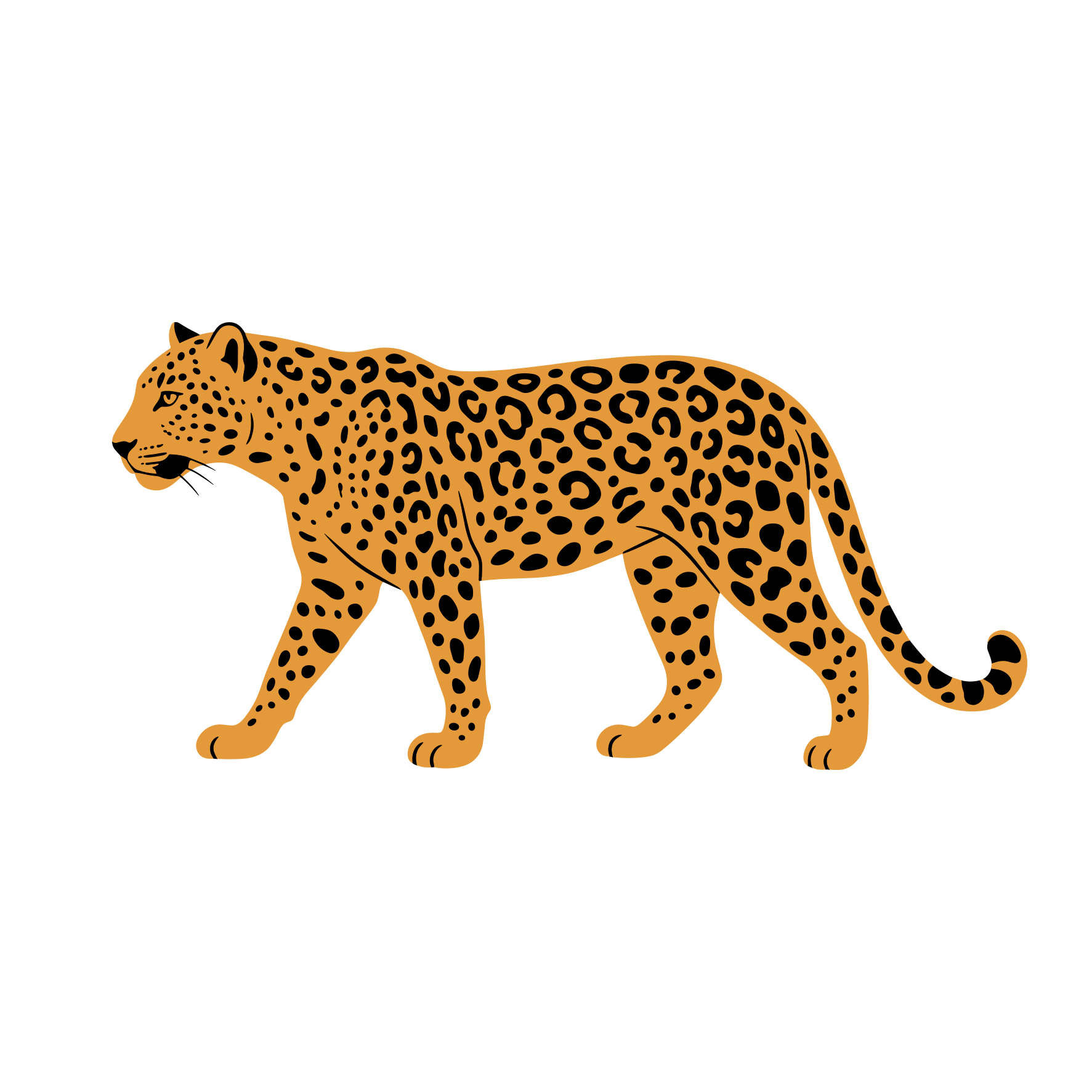 Um leopardo de pelo manchado caminha graciosamente.
