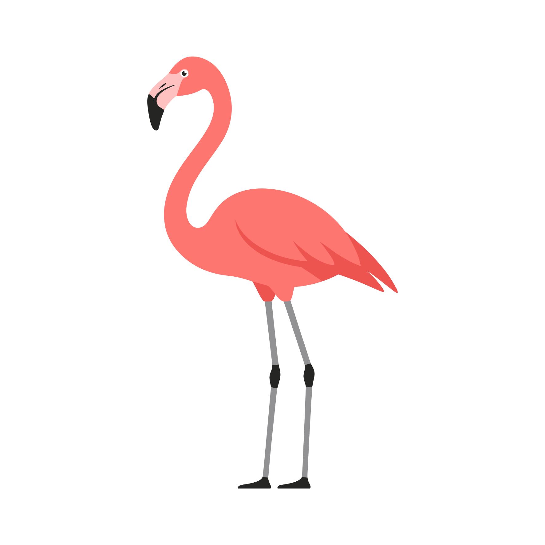 A pink flamingo stands on white background