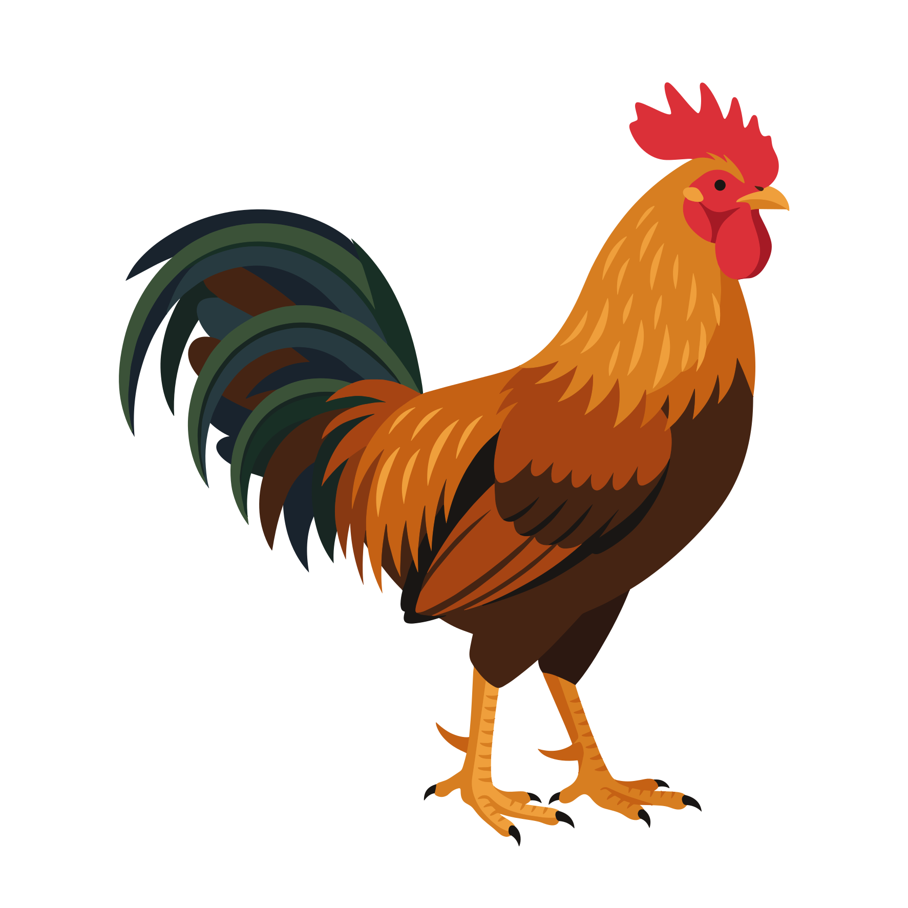 Un coq coloré debout sur un fond blanc