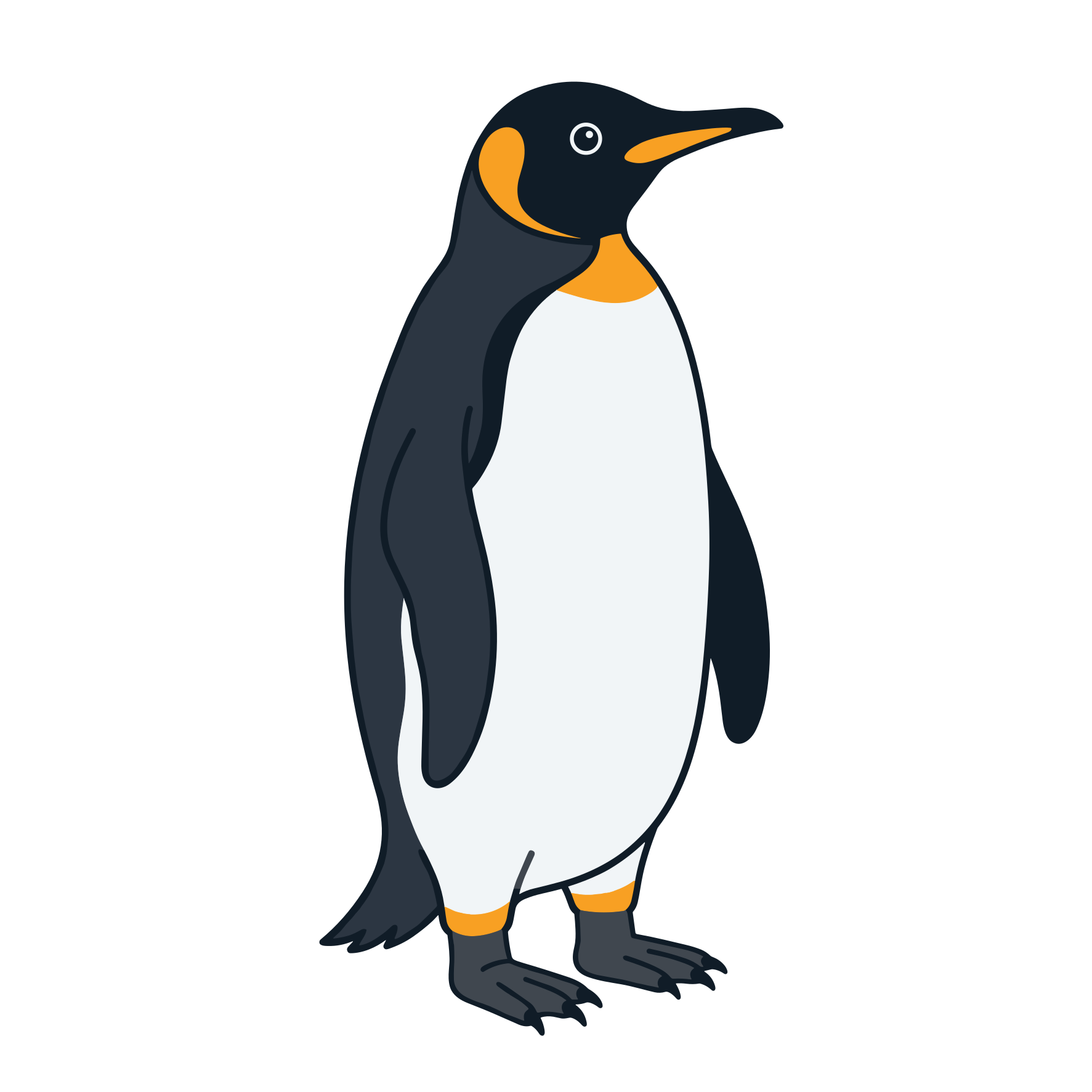 A cartoon penguin stands on a white background.