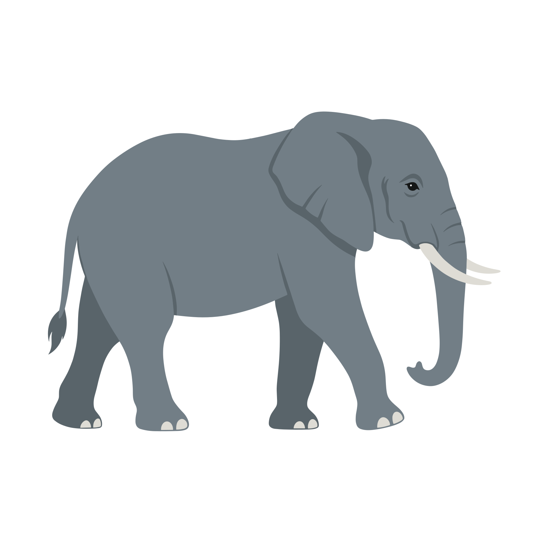 Ein grauer Elefant mit Stoßzähnen läuft.