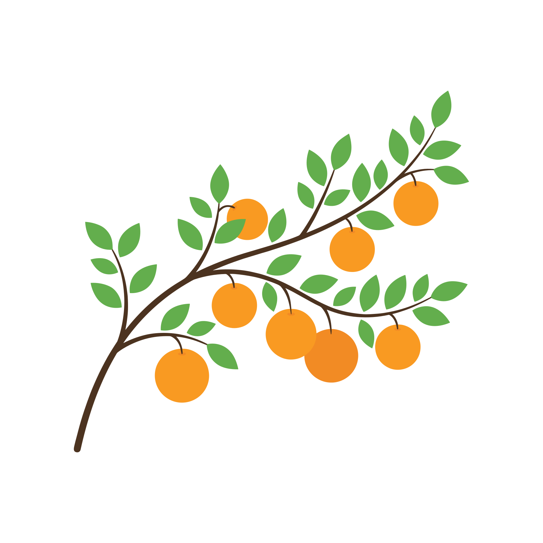 A branch with green leaves and ripe oranges