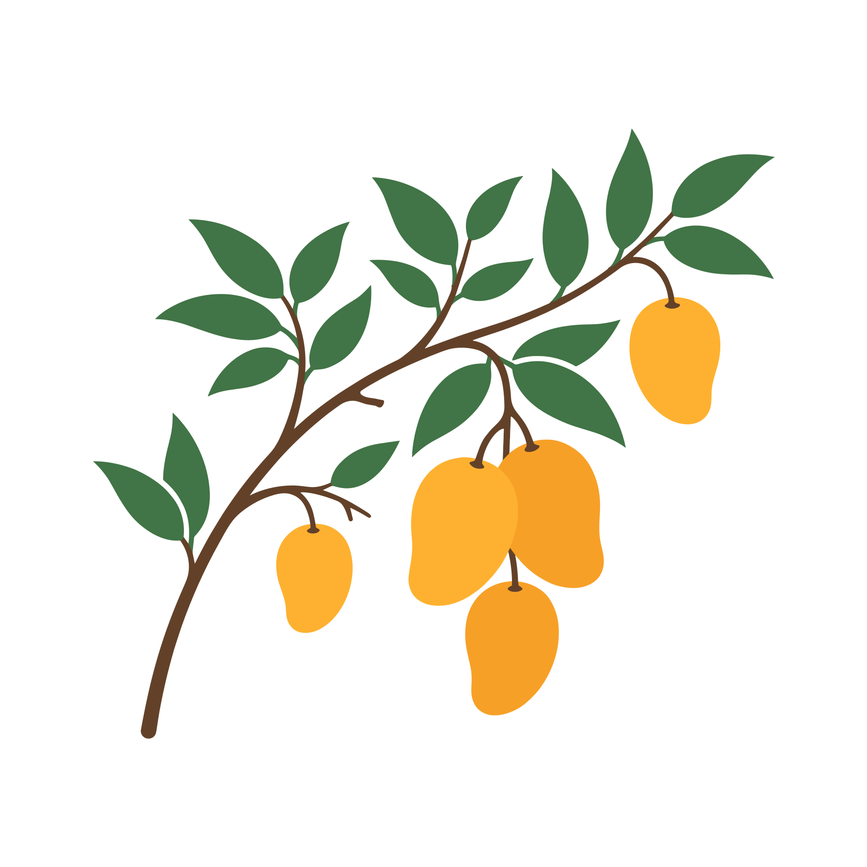 Mango maturi appesi a un ramo