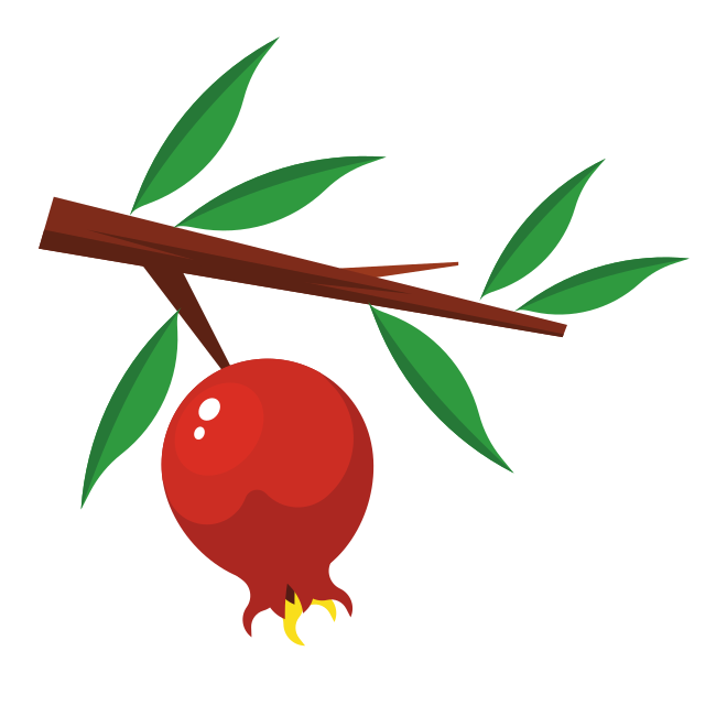 Satu buah delima matang tergantung di cabang.