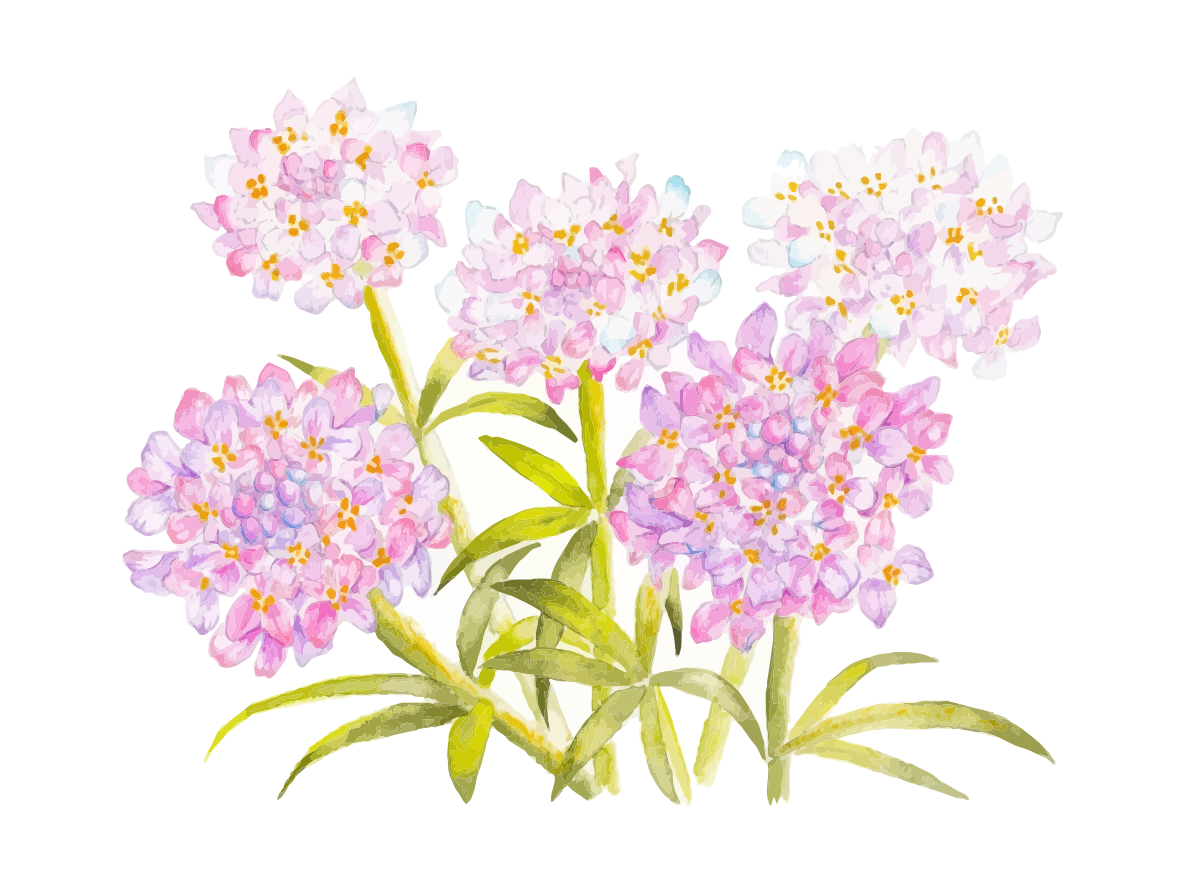 Aquarell mit hellrosa Blumen und grünen Blättern.