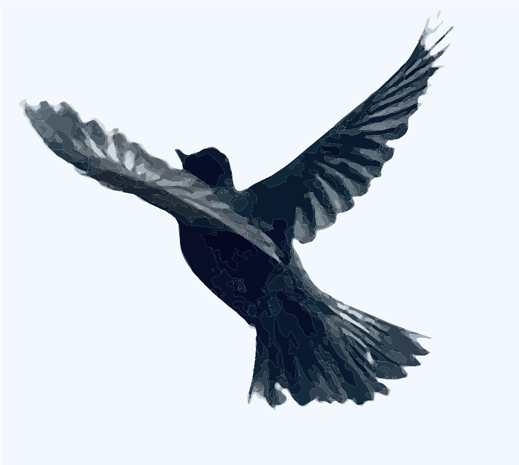 A dark bird in flight with wings spread.