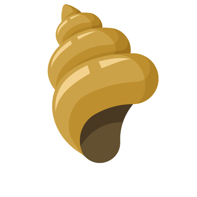 Una concha marrón en espiral sobre fondo blanco.
