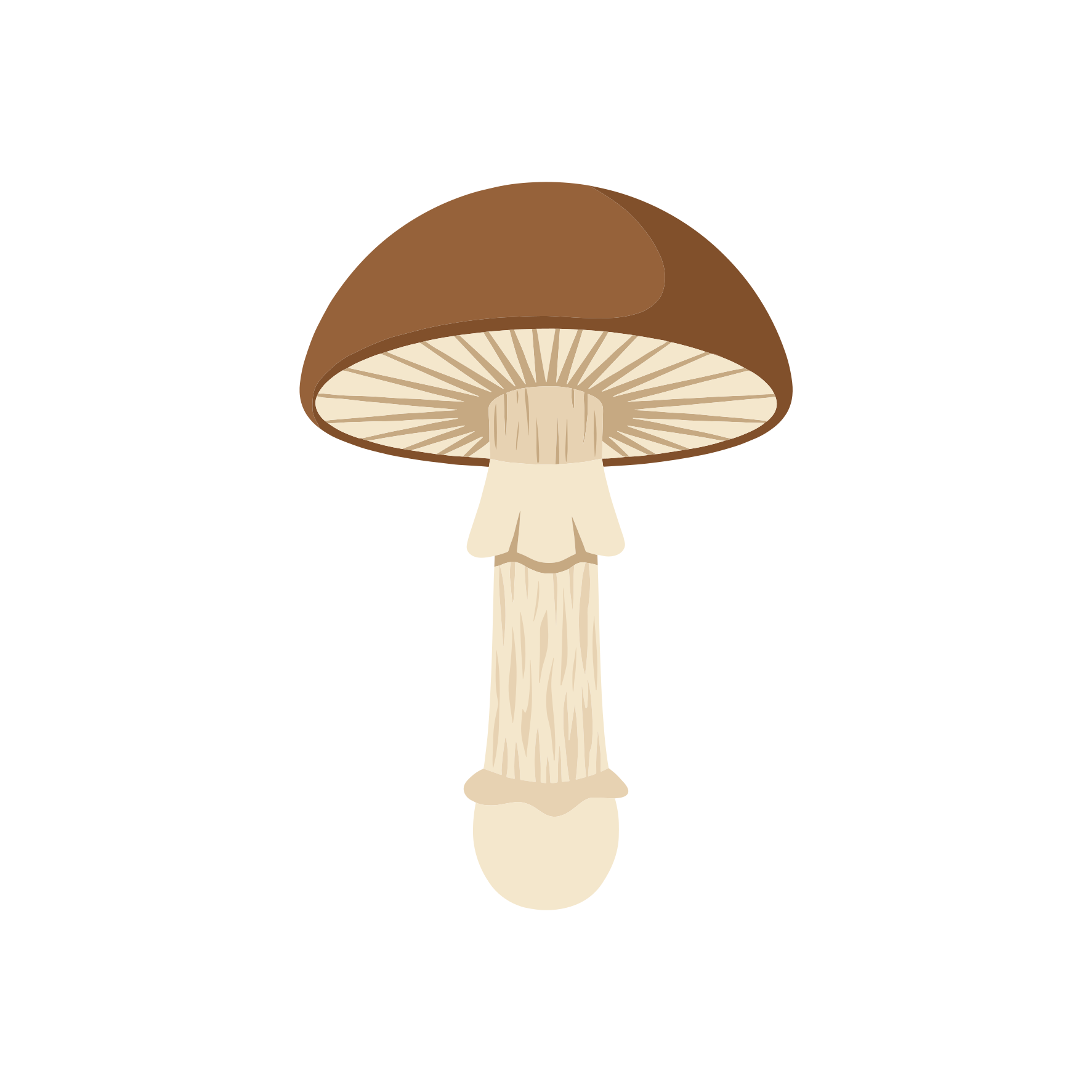 Ein einzelner Pilz mit brauner Kappe und hellem Stängel.