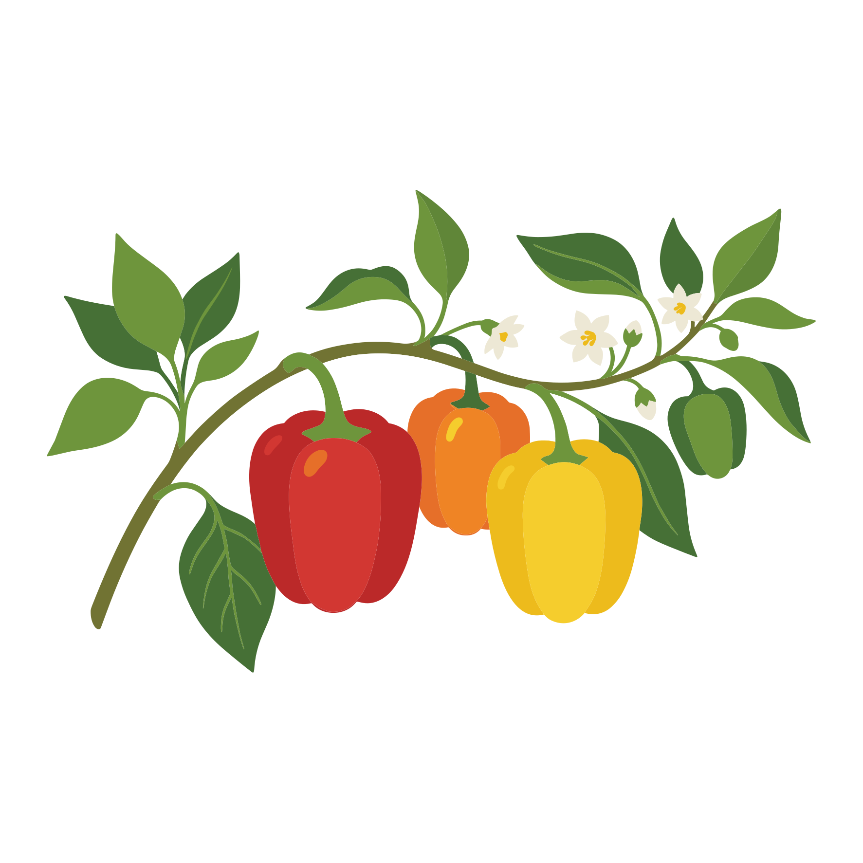 Bunte Paprika auf einem blätterreichen Ast mit weißen Blüten.
