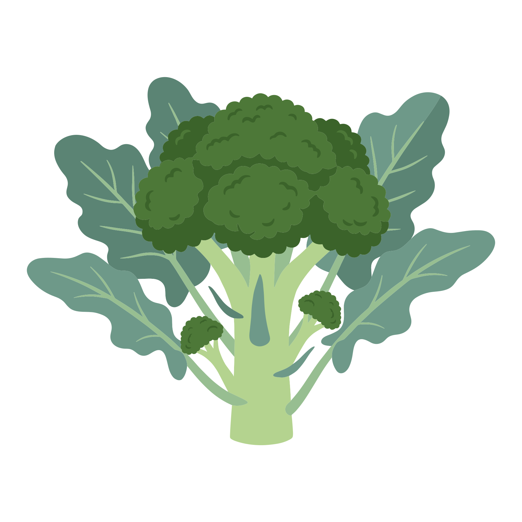 Una pianta fresca di broccoli verdi con foglie grandi.