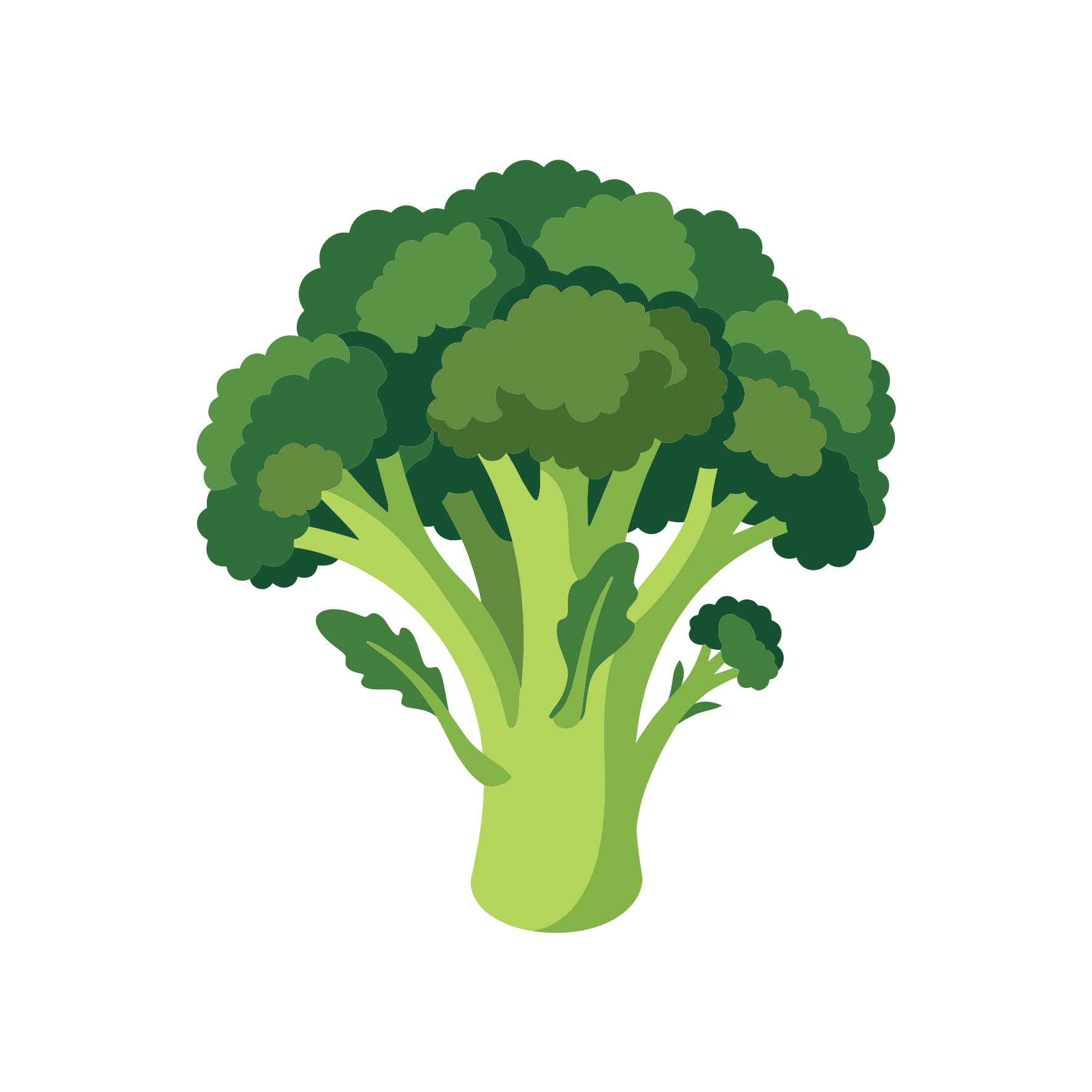 Ilustración de brócoli verde.