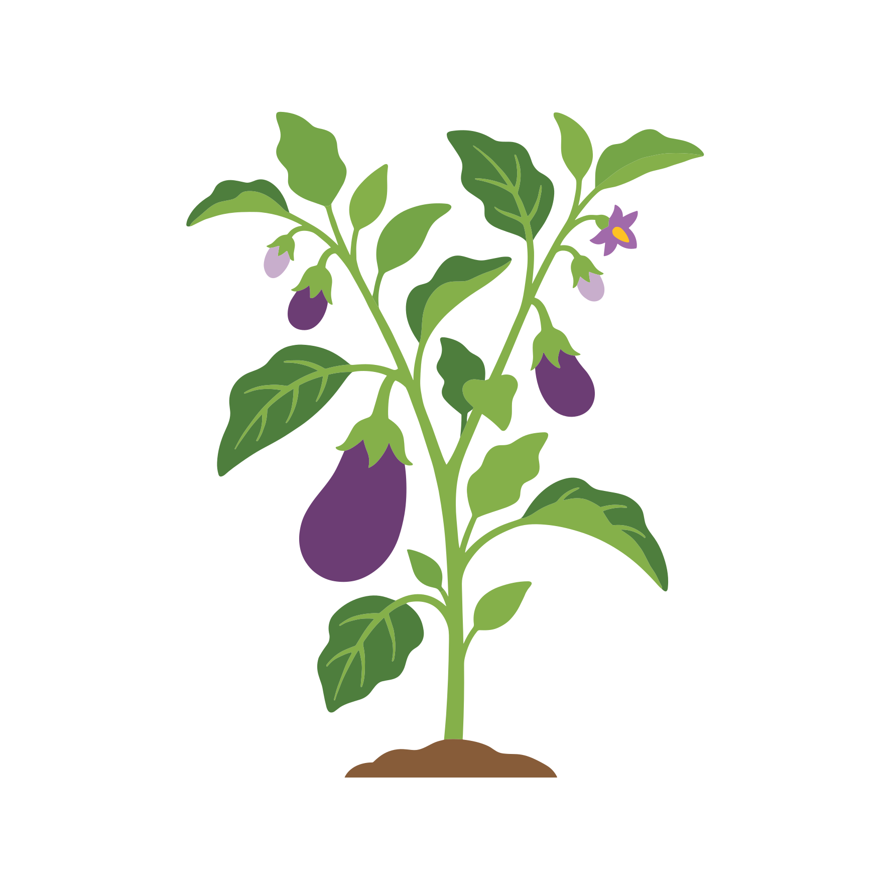 紫色の果実と小さな花を持つナスの植物