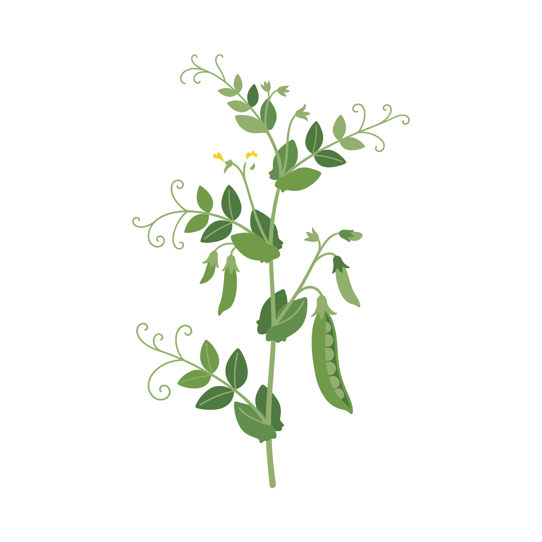 Una pianta di pisello verde con baccelli, foglie e vitici.