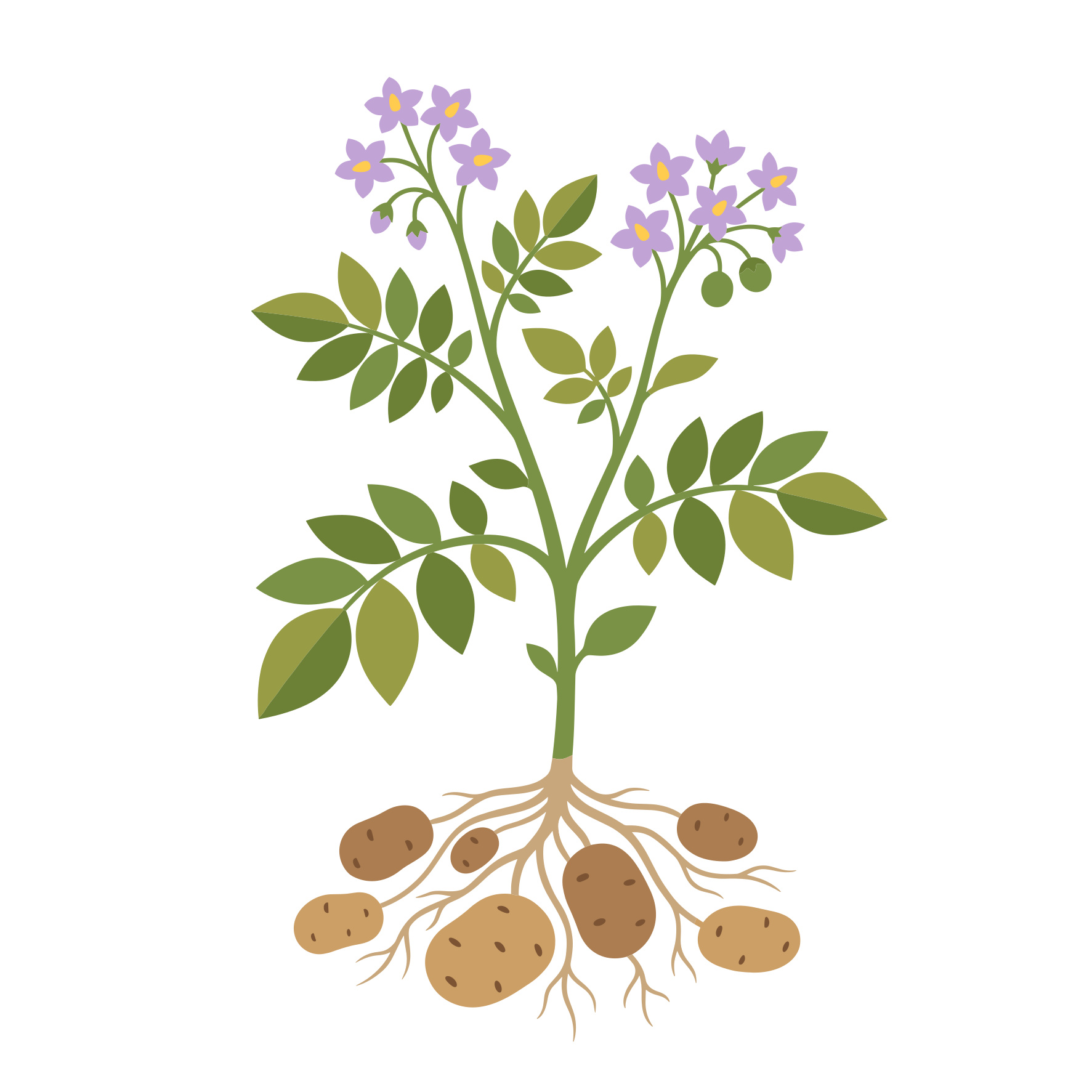 A potato plant with flowers, leaves, and underground potatoes.