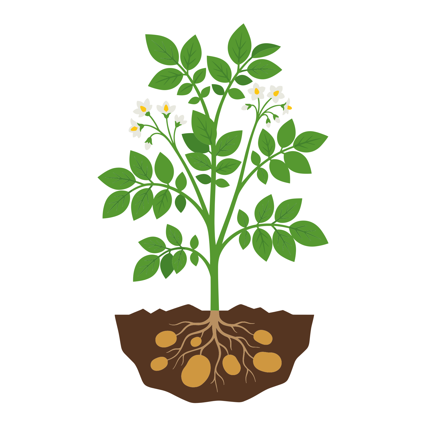 Una pianta di patate con foglie verdi, fiori bianchi e patate.