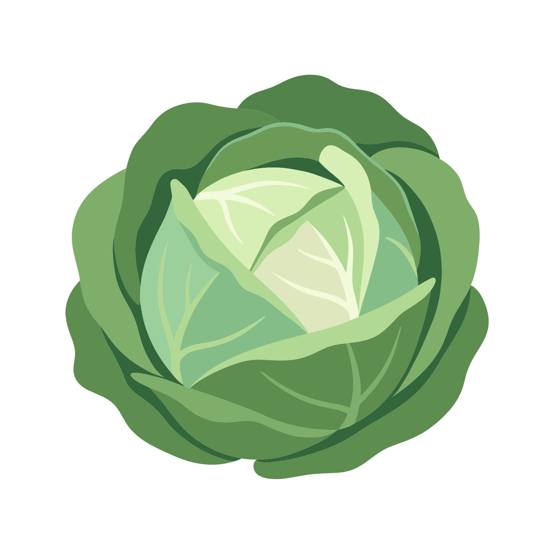 Una fresca testa di cavolo verde su sfondo bianco.