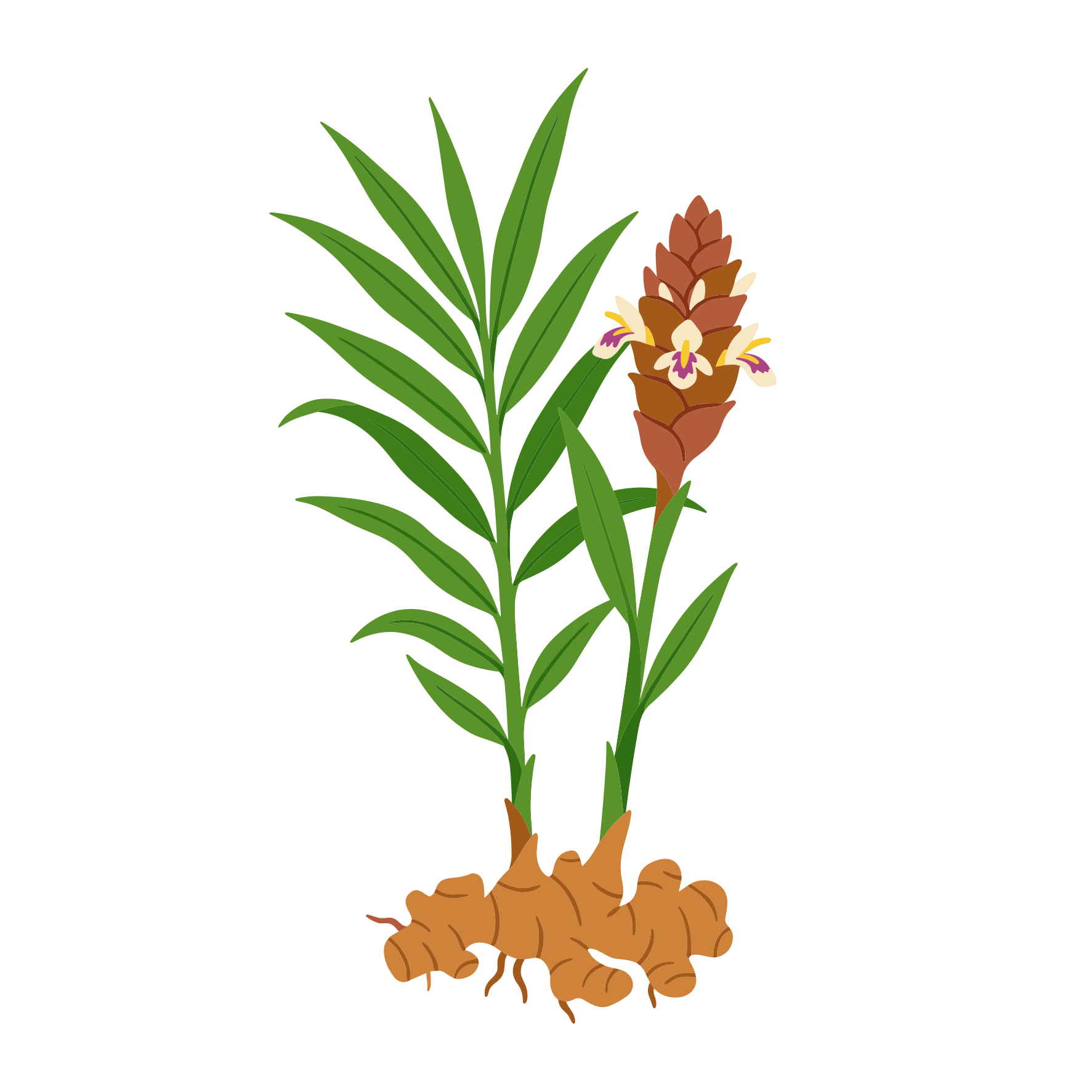 Tanaman jahe dengan daun hijau, akar, dan bunga.