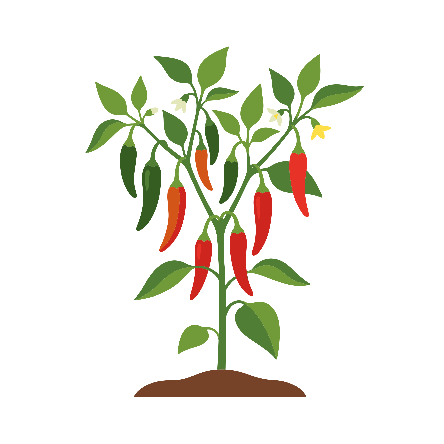 Una planta de chile vibrante con pimientos rojos y verdes.