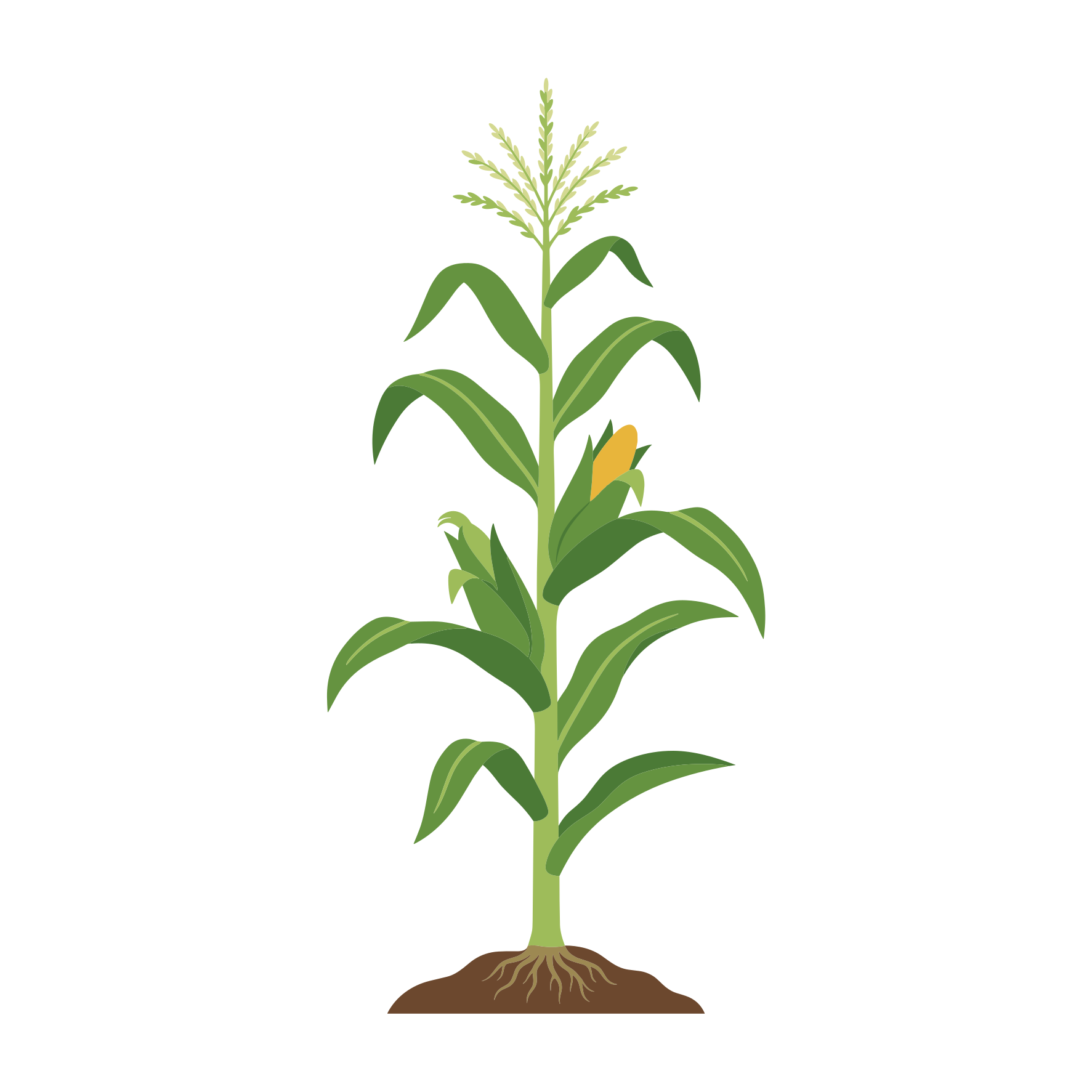 A green corn plant with an ear and roots.