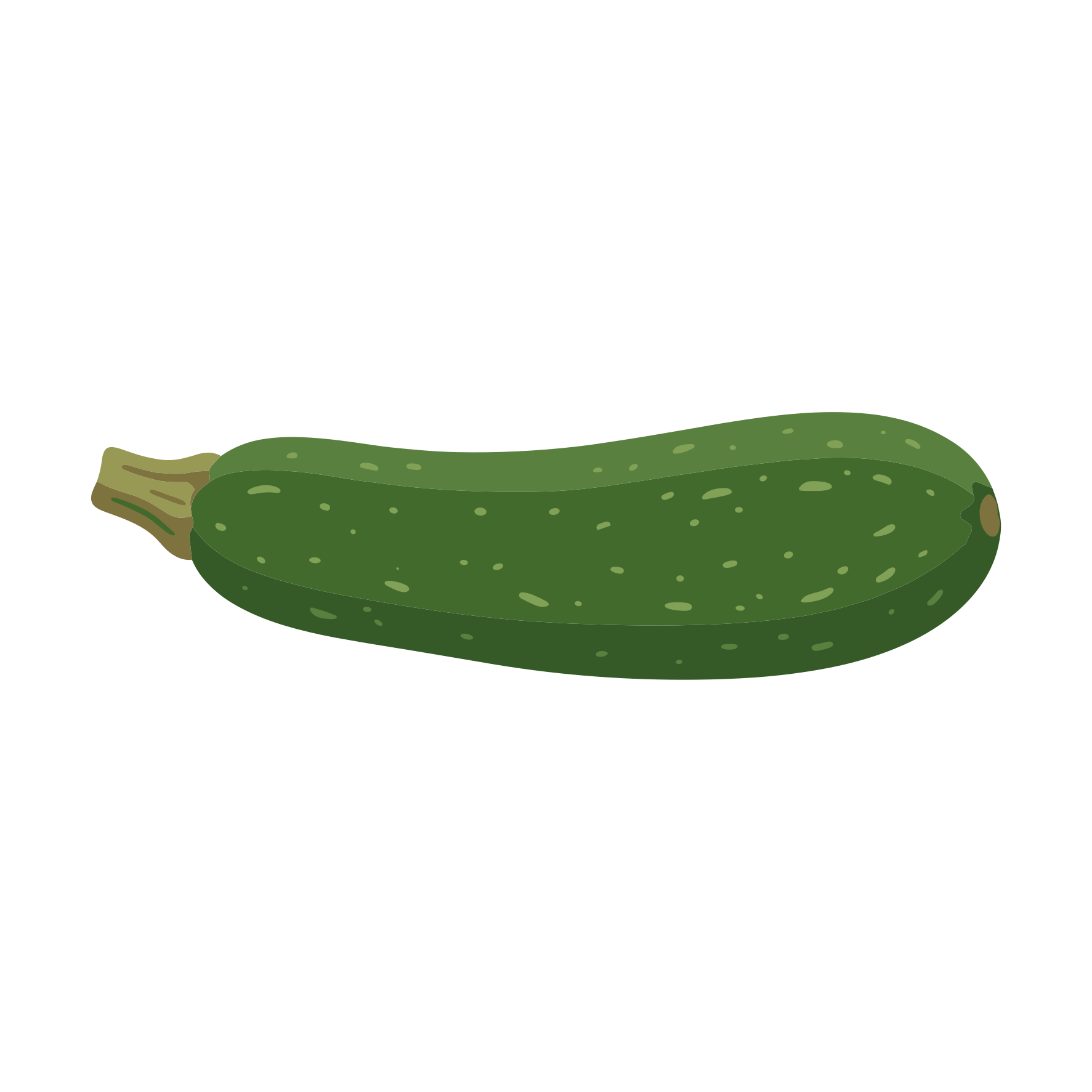 Una sola verdura de calabacín verde sobre fondo blanco