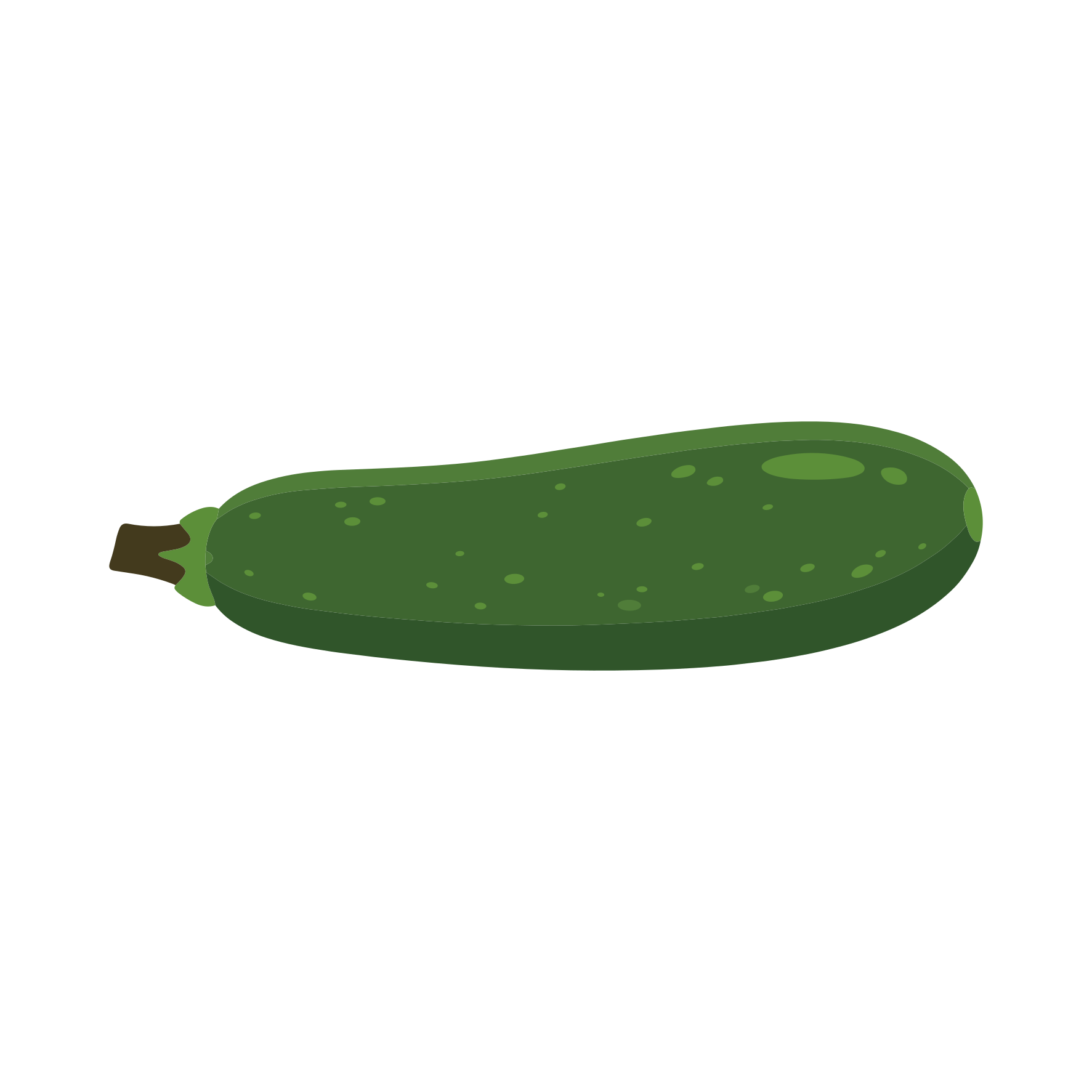 Una singola zucchina verde su sfondo bianco.