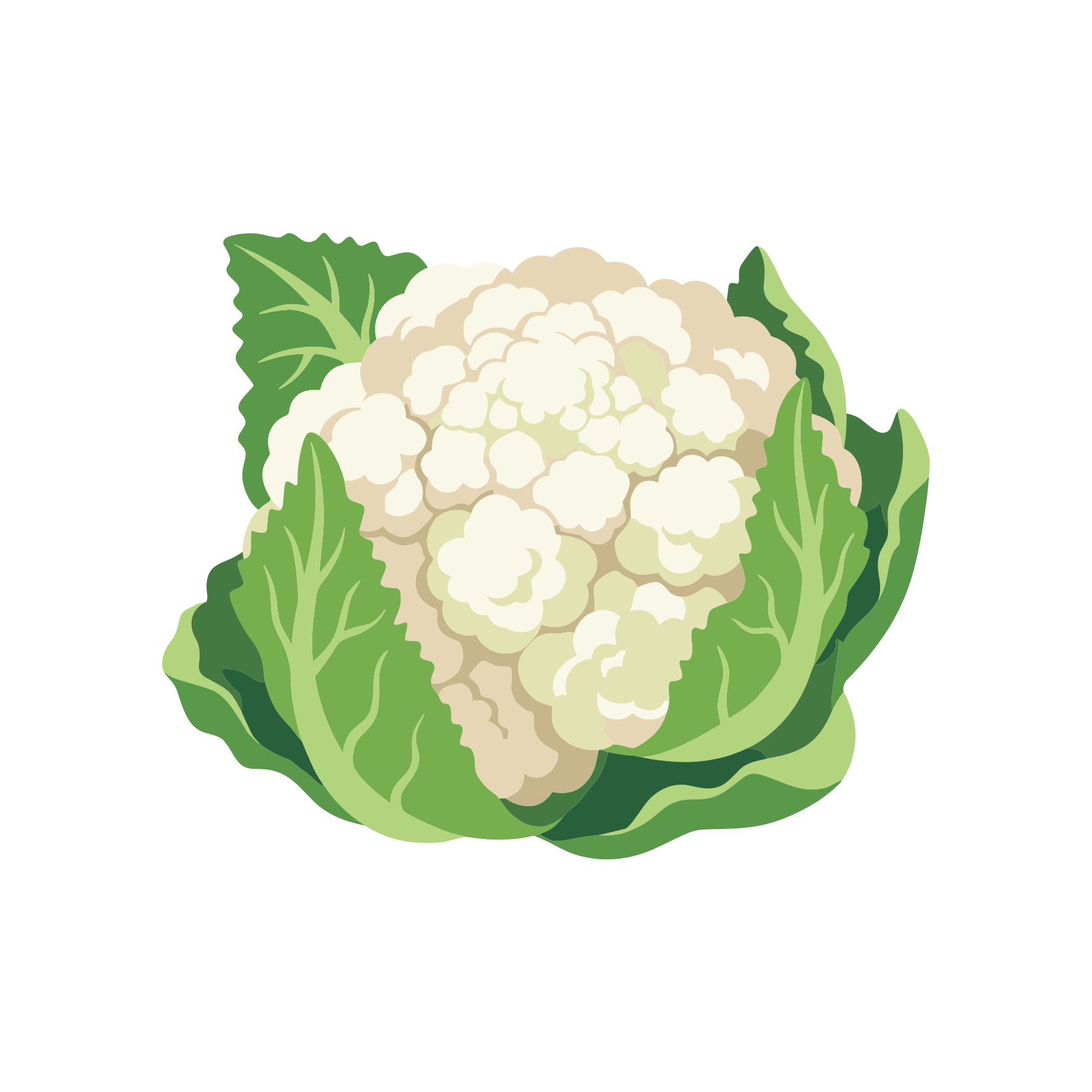Una cabeza fresca de coliflor blanca con hojas verdes
