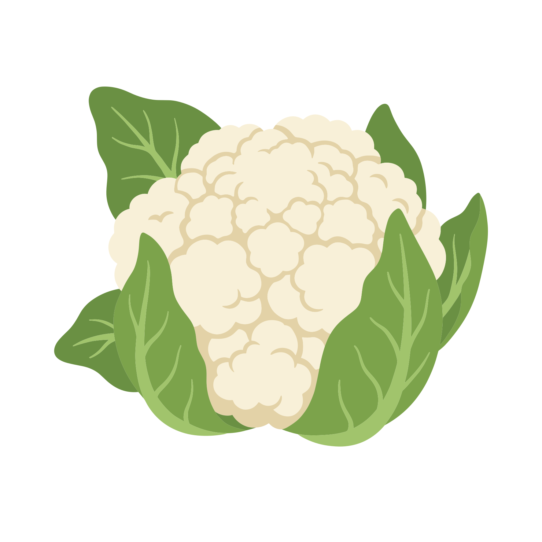 Una nuova testa di cavolfiore con foglie verdi.