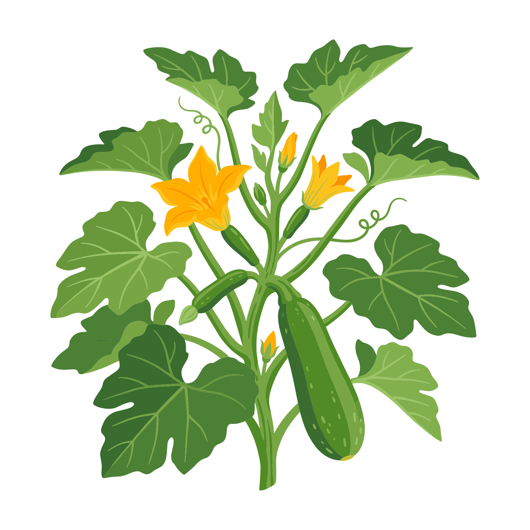 Zucchini plant with green leaves, yellow flowers, and growing fruit.