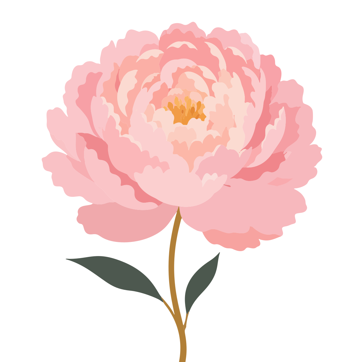 Eine wunderschöne rosa Pfingstrosenblüte mit Stängel und Blättern.