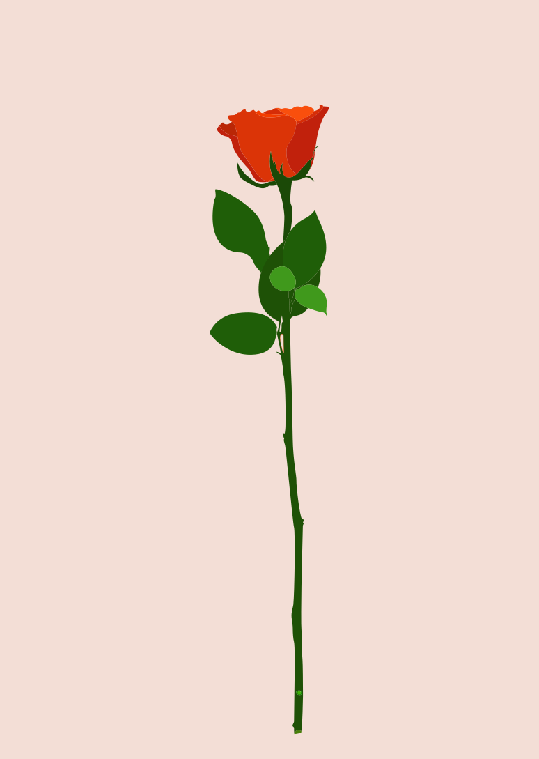 분홍색 배경에 초록 줄기가 달린 빨간 장미 한 송이.