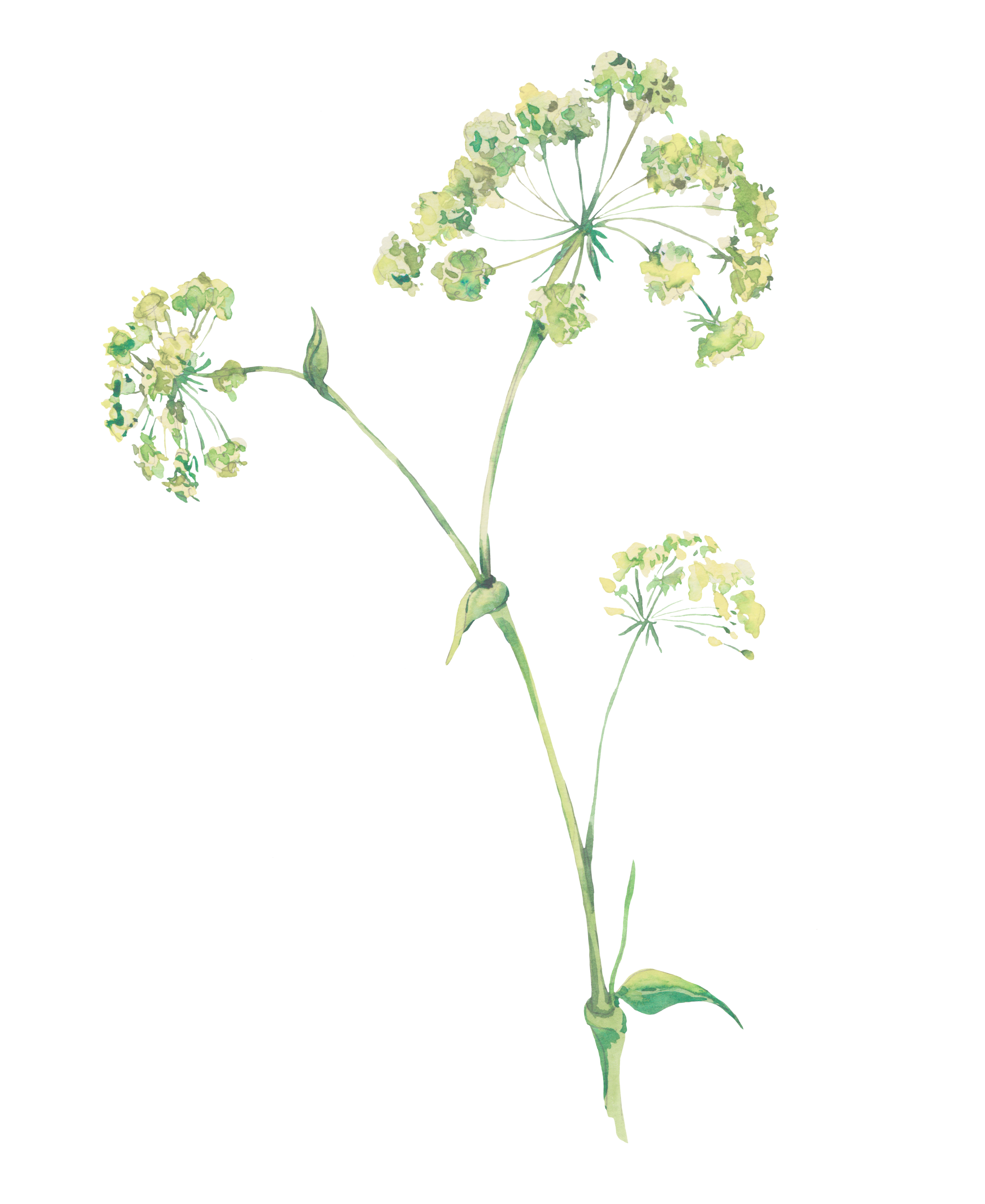 Delicate green watercolor plant with small flowers on white.