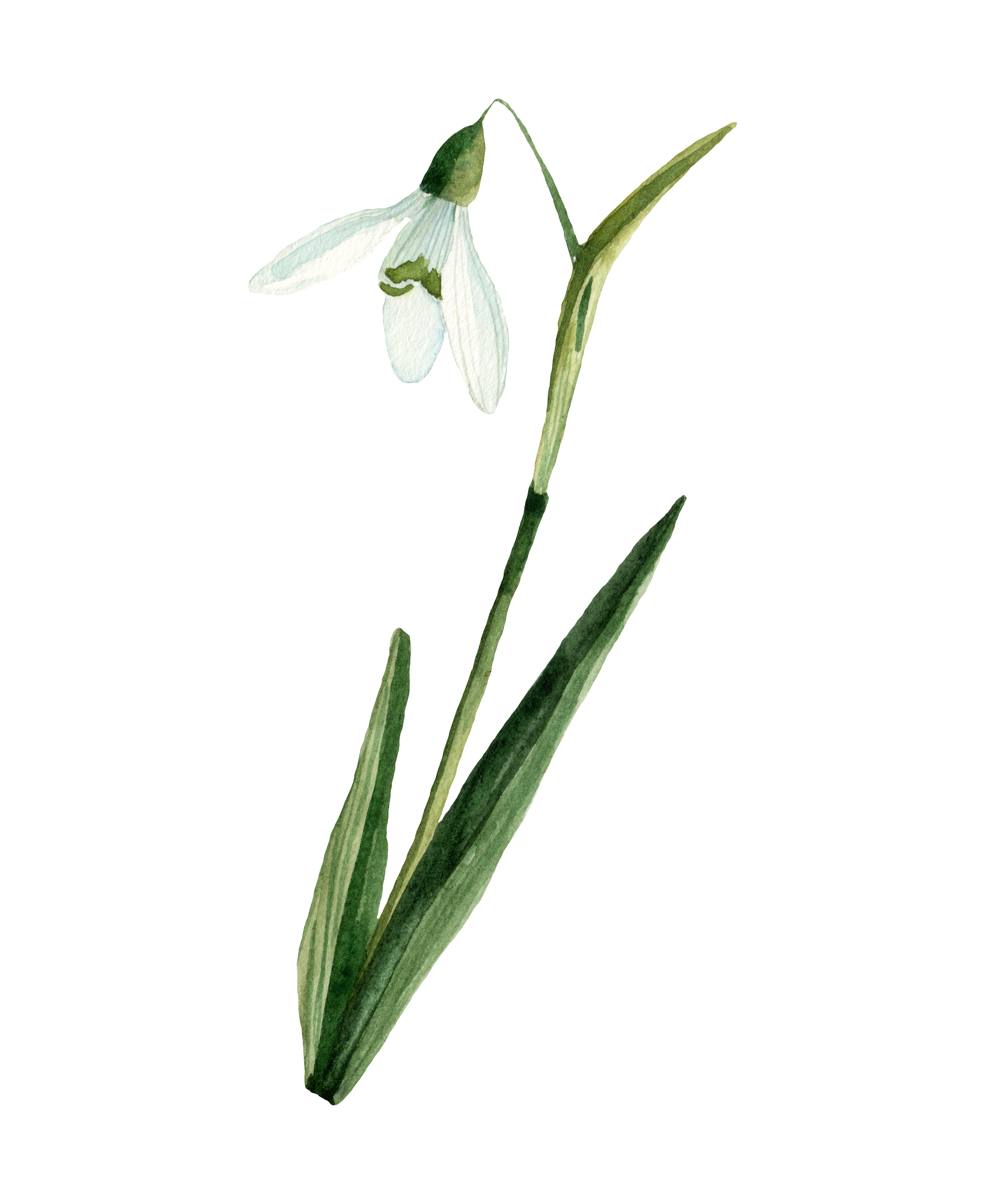 Eine einzelne weiße Schneeglöckchenblüte mit grünen Blättern auf weißen.