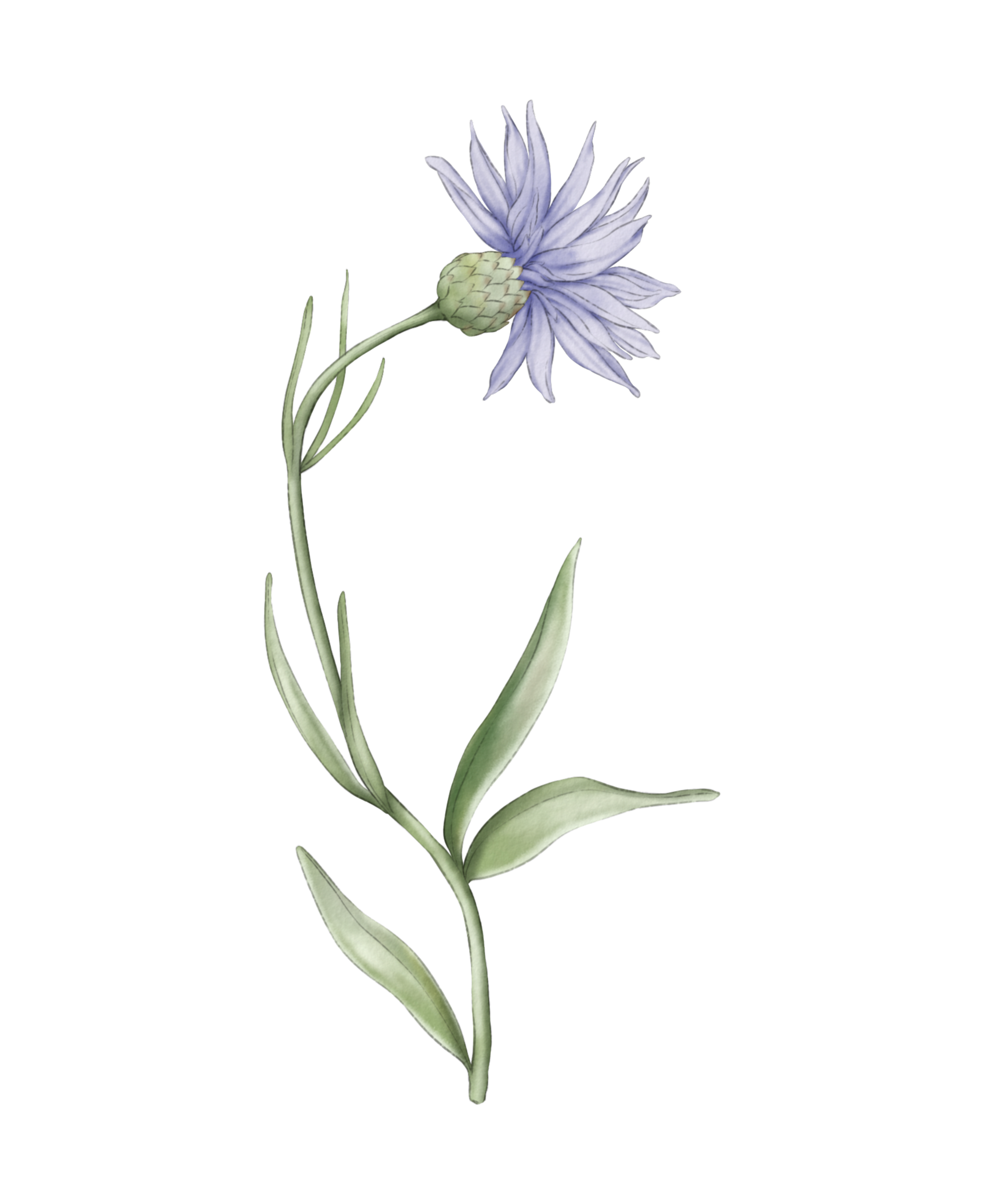 Delicate blue cornflower with green stem and leaves.