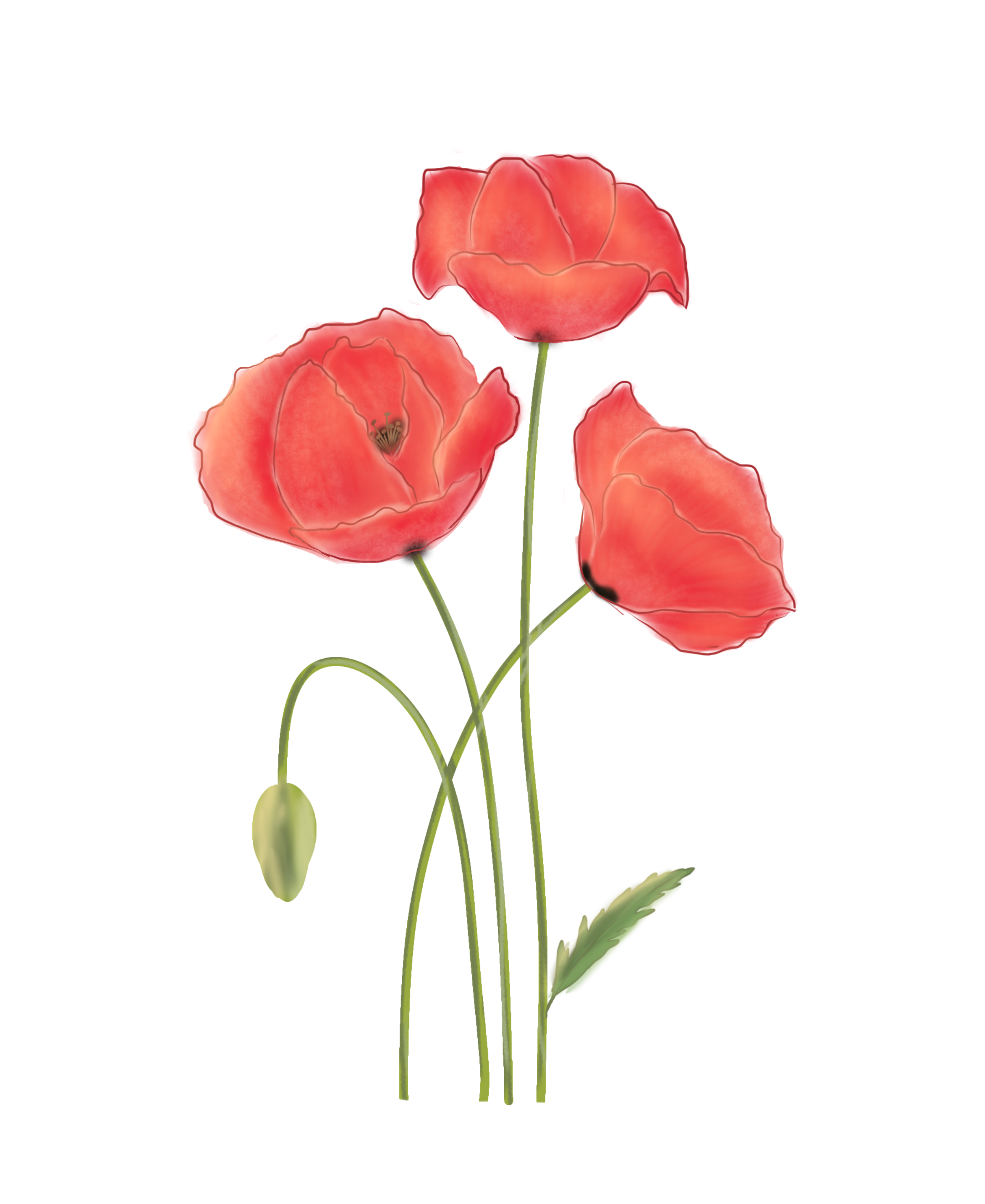 Tiga bunga poppy merah dan satu kuncup berwarna putih.