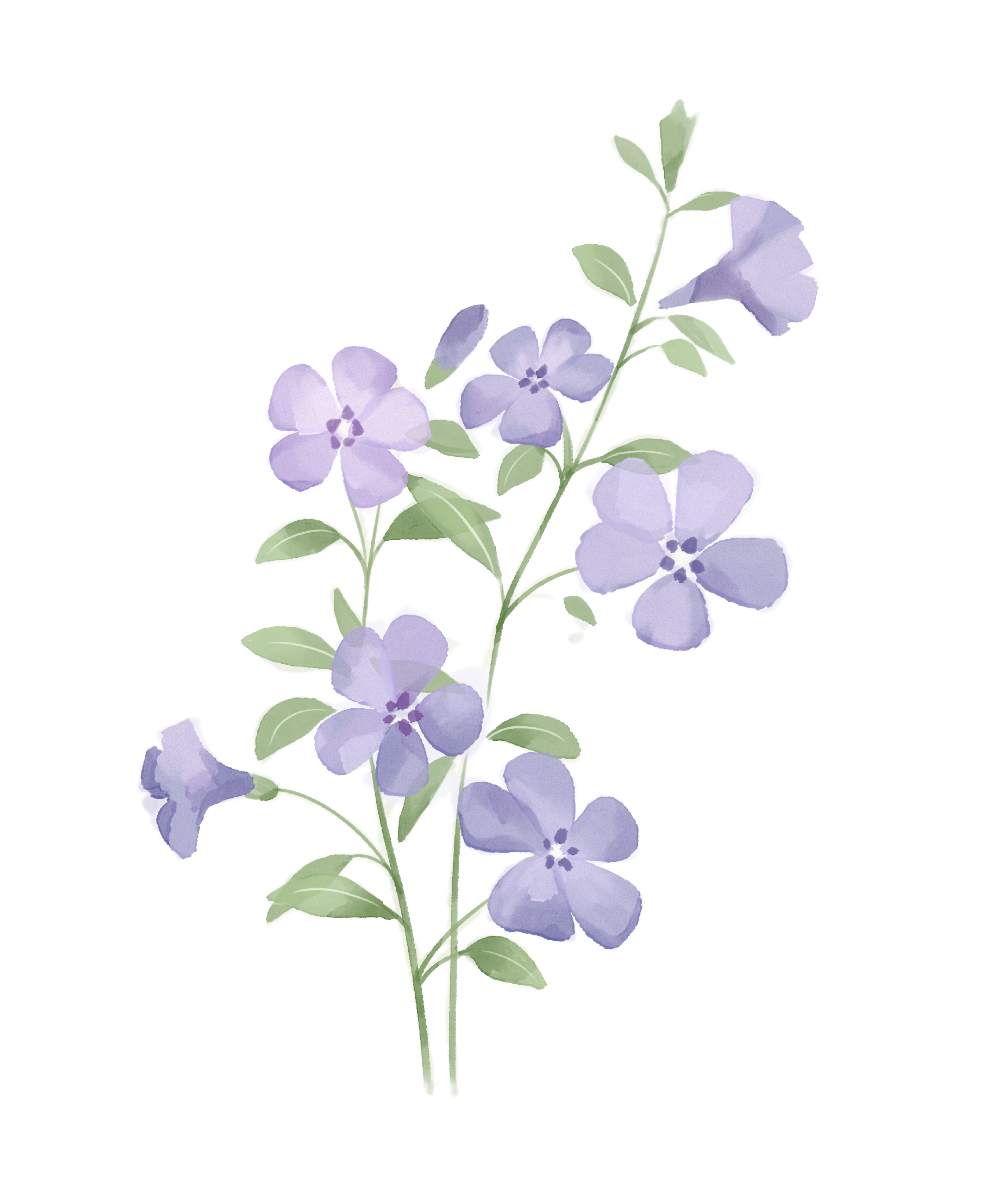 Light purple flowers with green leaves on a white background.