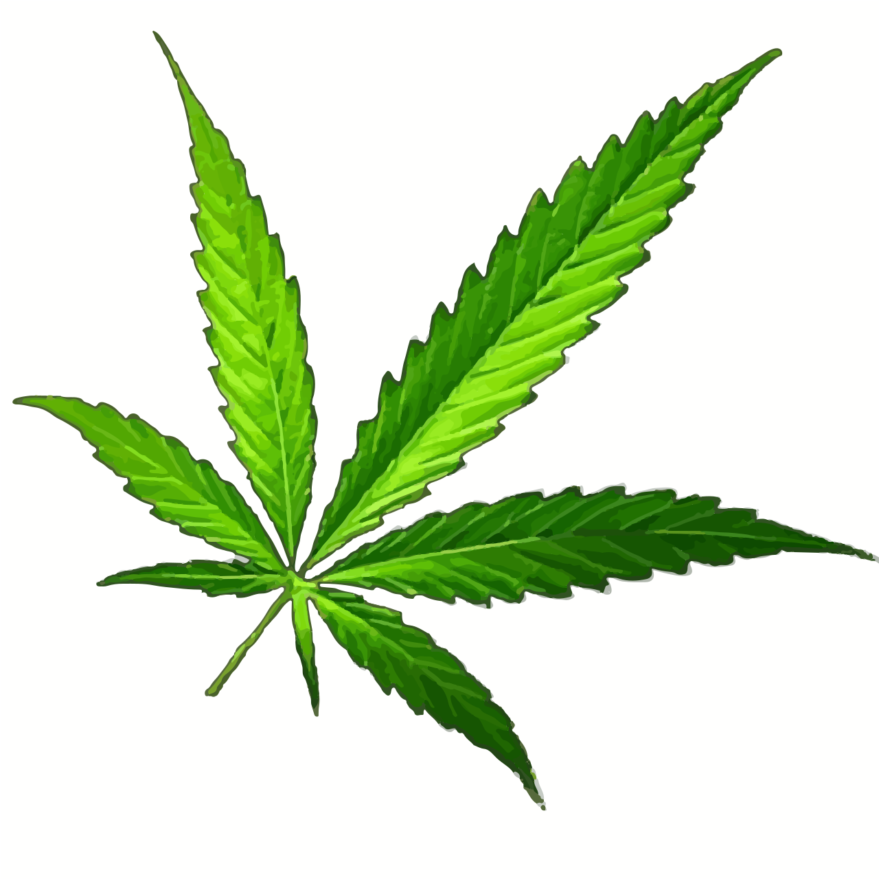 Una foglia di cannabis verde su sfondo bianco.