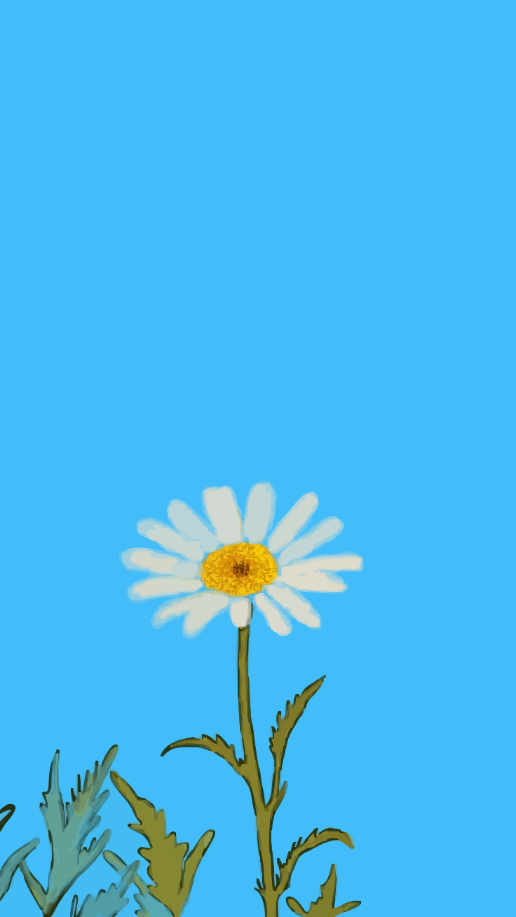 Aster putih yang indah dengan latar belakang biru cerah